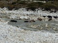 2014-10-05 12.31.43 kanchenjunga