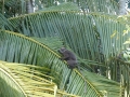 2014-12-14 14.32.31 -SriLanka-sud