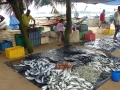 2014-12-17 10.57.25 -SriLanka-sud