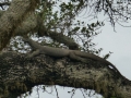 2014-12-27 08.28.58 -SriLanka-sud