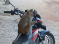 2015-01-07 17.49.31 Sri Lanka - nord