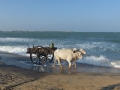 2015-01-11 16.26.25 SriLanka - est