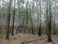 2015-01-15 14.41.00 SriLanka-montagnes