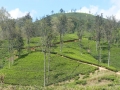 2015-01-16 11.30.21 SriLanka-montagnes