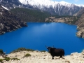 2015-05-04 10.48.44 Dolpa.jpg